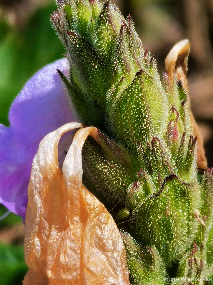 Strobilanthes gardneriana (Nees) T.Anderson